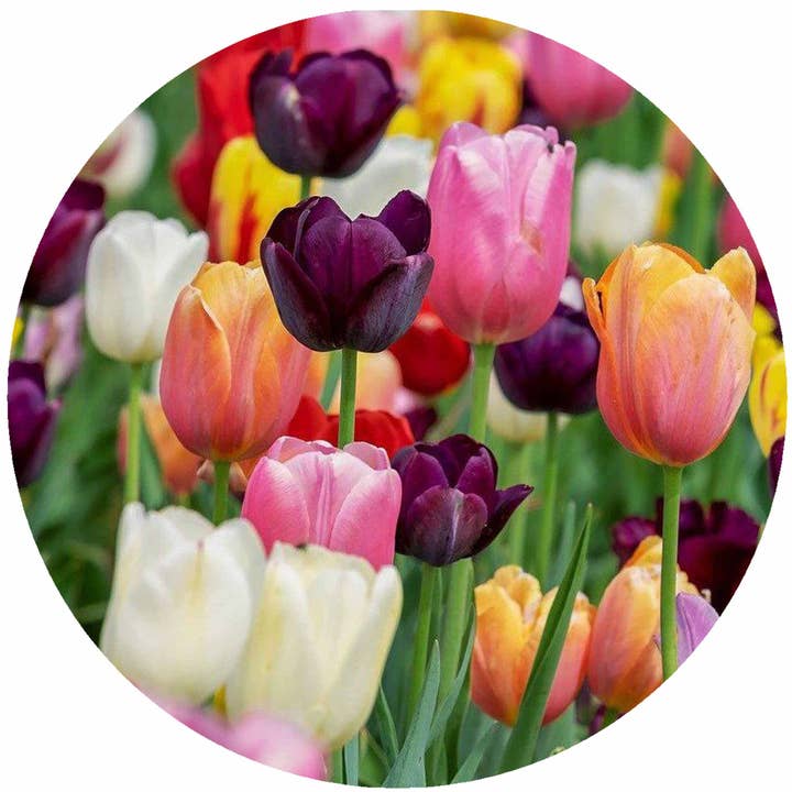Tulipes multiples pour la vente par Andreas
