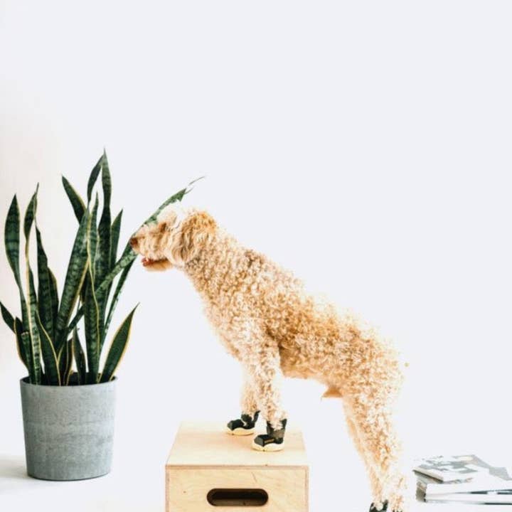 RIFRUF - Wholesale Pet Boots - Dog - Caesar 1 Durable Dog Sneaker with Knitted Mesh18