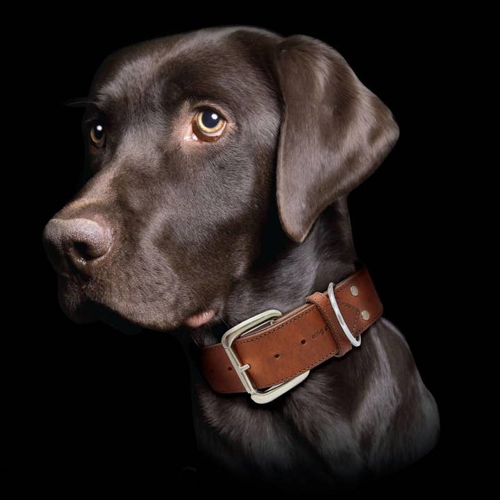 Angel Pet Supplies Inc. - Wholesale Pet Collar - Dog - Dallas Leather Dog Collar by ANGELâ„¢ | Authentic