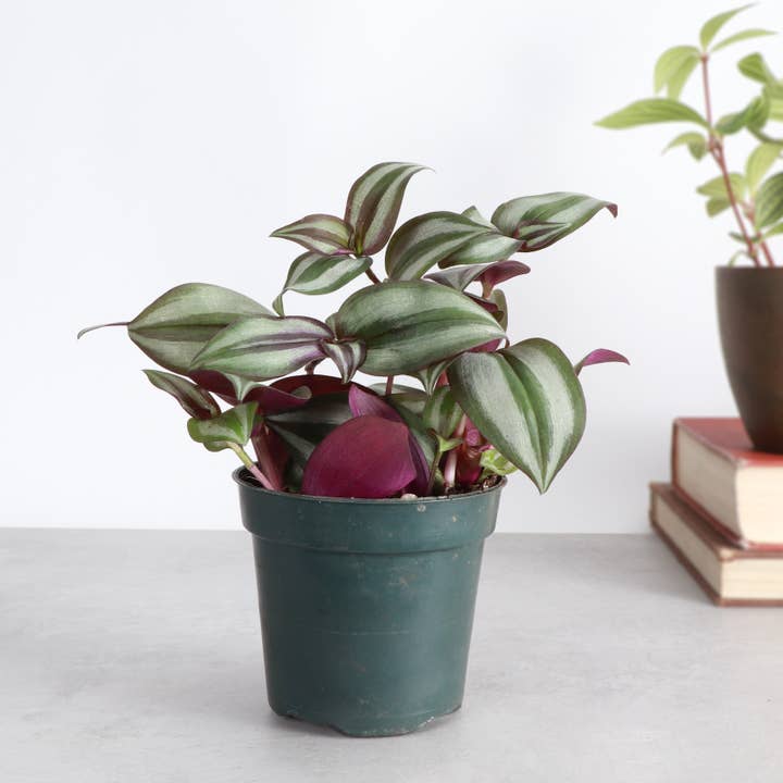 Thorsen's Greenhouse - Wholesale Live Plant - Tradescantia Zebrina - Live Plant