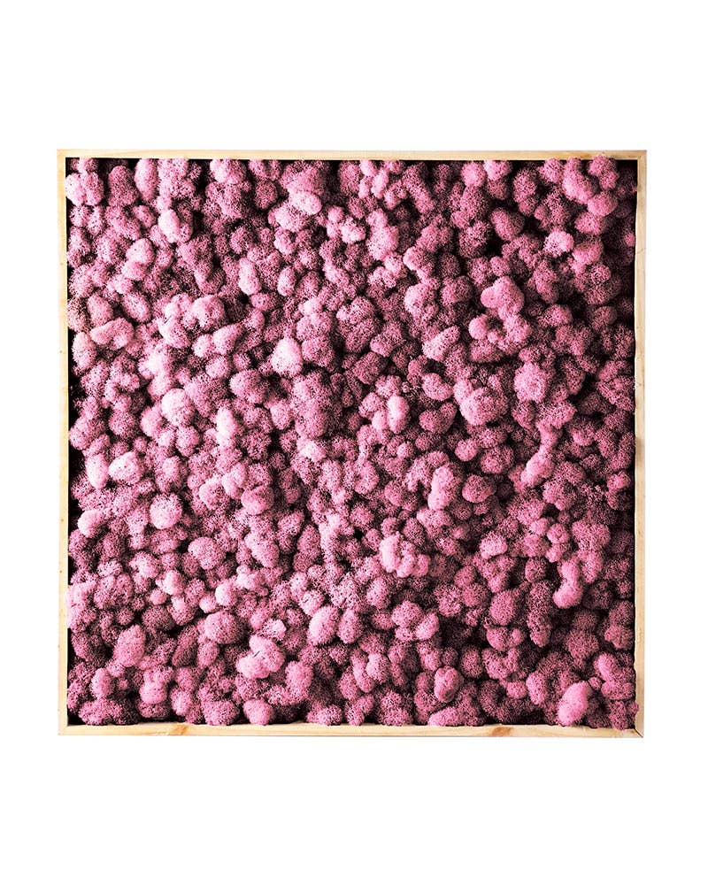 SuperMoss - Wholesale Wall Accent - Vertical Gardens - Reindeer Moss Walls5