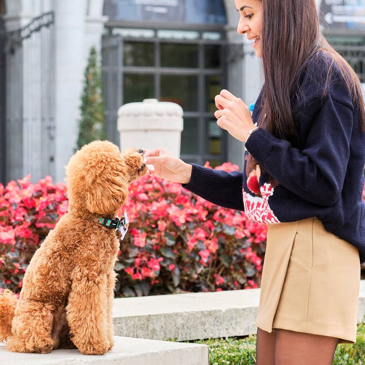 Dukier - Wholesale Pet Collar - Dog - GINGER BREAD DOG COLLAR2