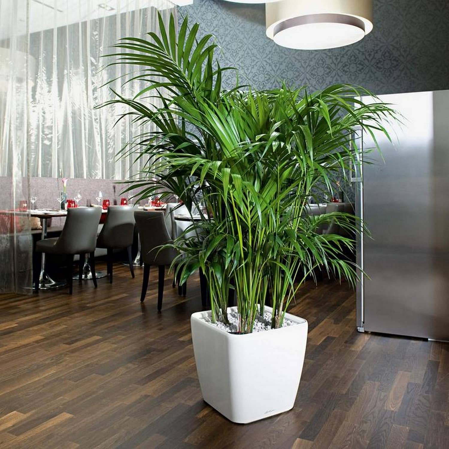 Lechuza Self Watering Planters - Vendita all'ingrosso Vasi per piante - Fioriera quadrata LECHUZA QUADRO LS Poly Resin18