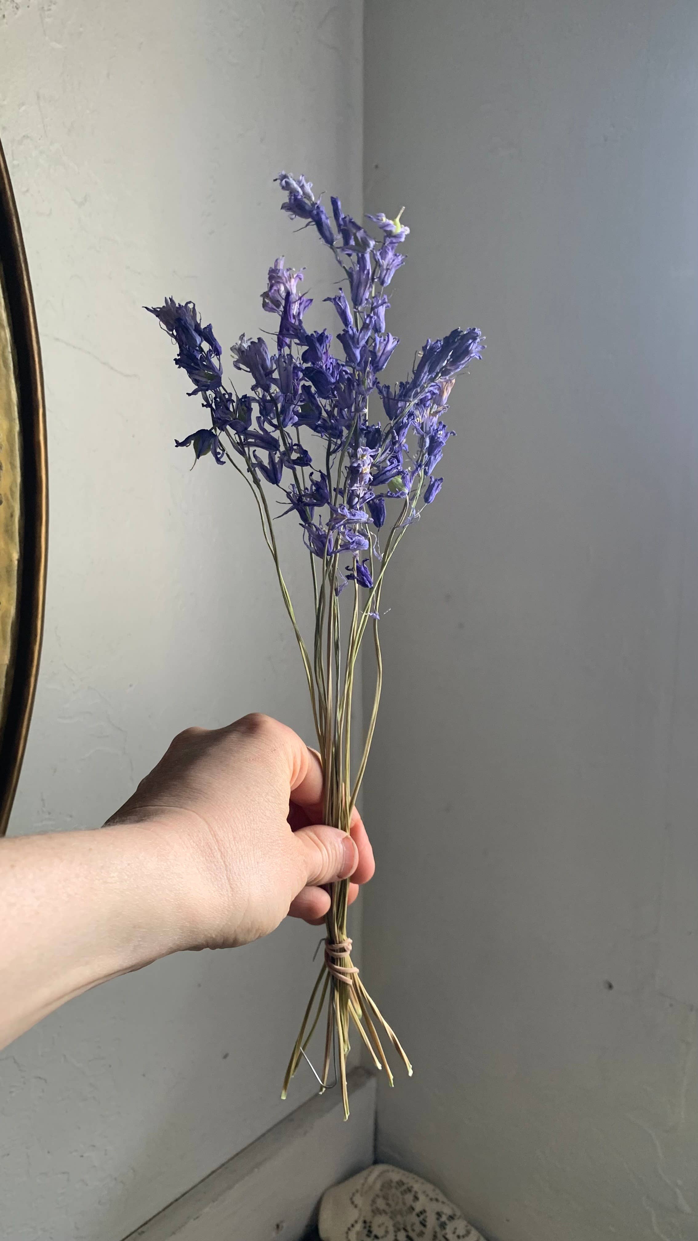 Twig and Snip - Wholesale Dried/Pressed Flowers - Dried Spanish Bluebells- Indigo Blue color1