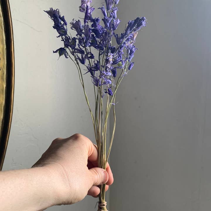 Twig and Snip - Wholesale Dried/Pressed Flowers - Dried Spanish Bluebells- Indigo Blue color1