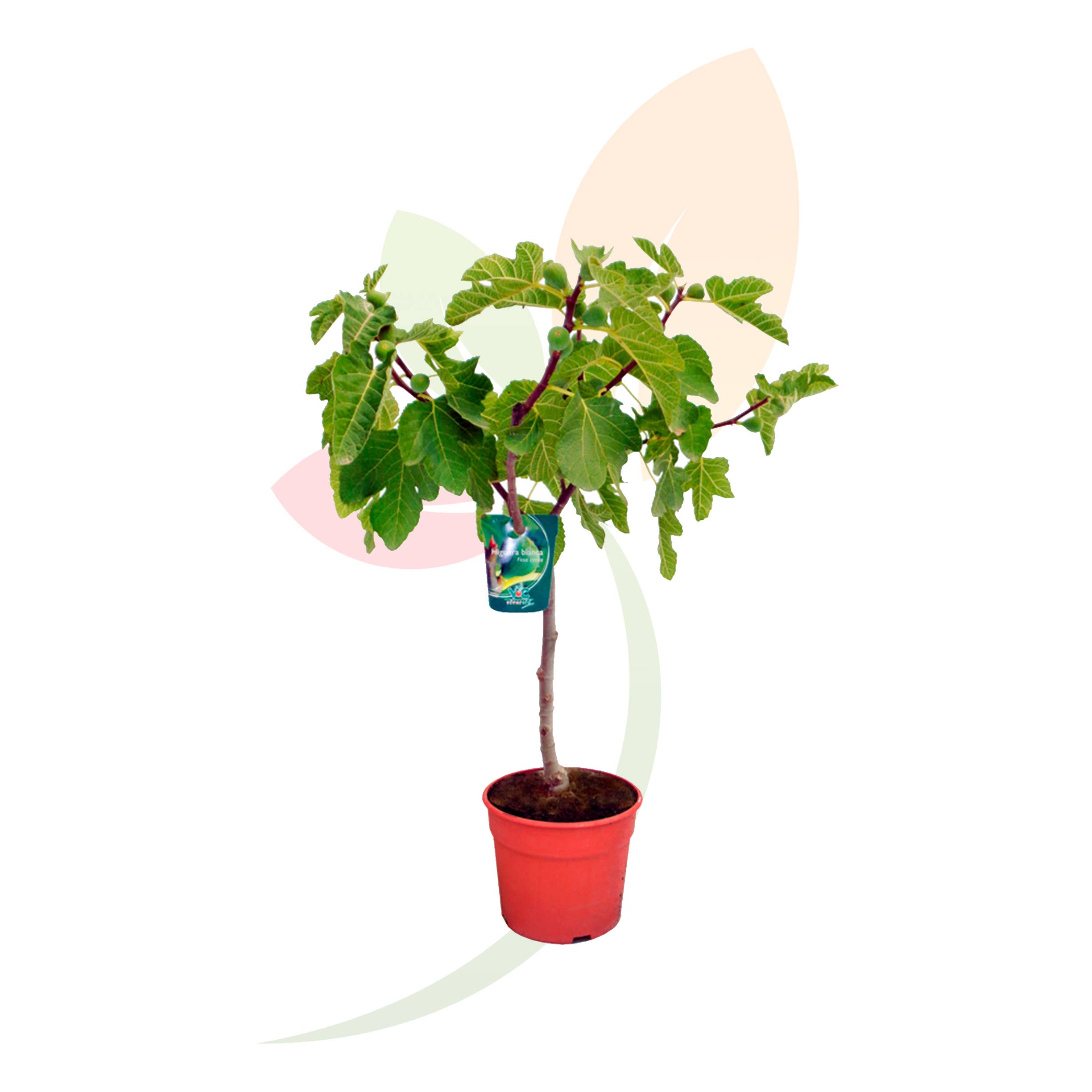 VIVERCID – Engroshandel Ægte plante – Ficus Carica lav figentræ