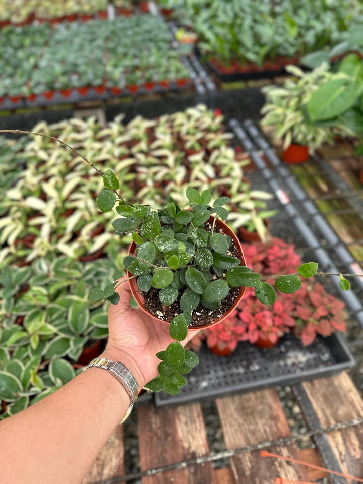 Hoya Mathilde Splash - 6" from MyPlants for wholesale by MyPlants LLC