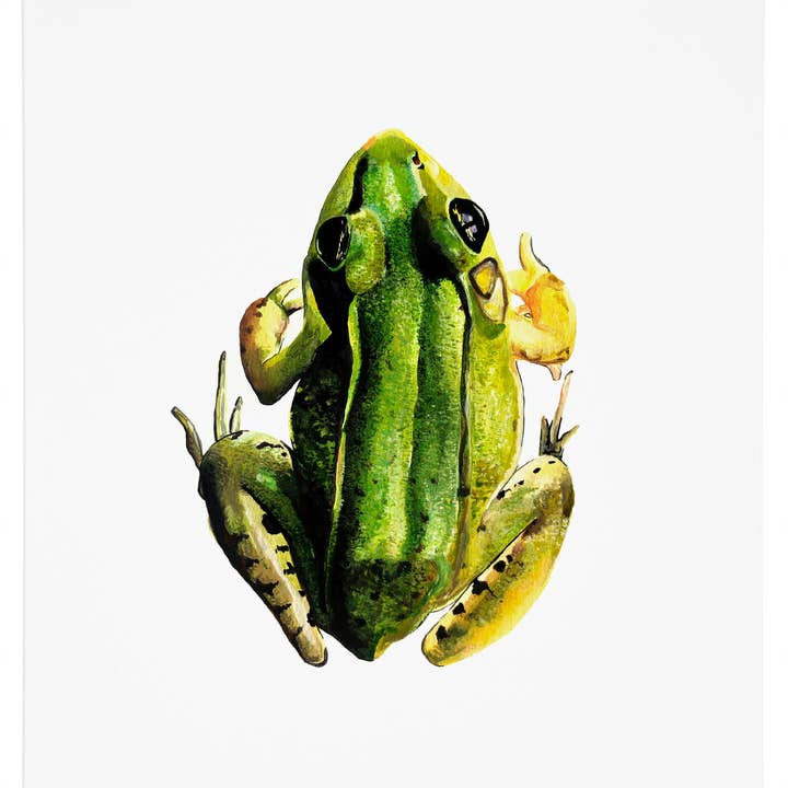 Frog Art Print for wholesale by J6R6