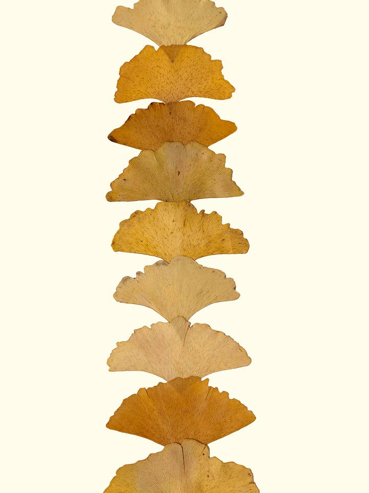 Pressage de Colonne de Ginkgo Doré - Impression d'Art Botanique pour la vente par Homegrown Art Co