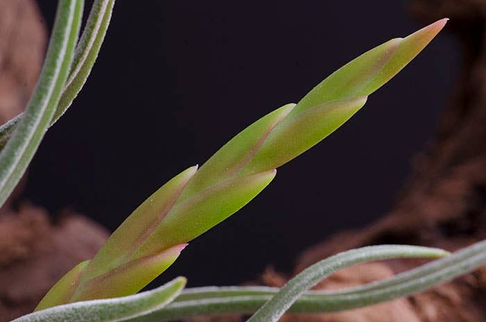 The Artizan Way - Vente Plante - Tillandsia Caput Medusae | Usine Air Vivante5