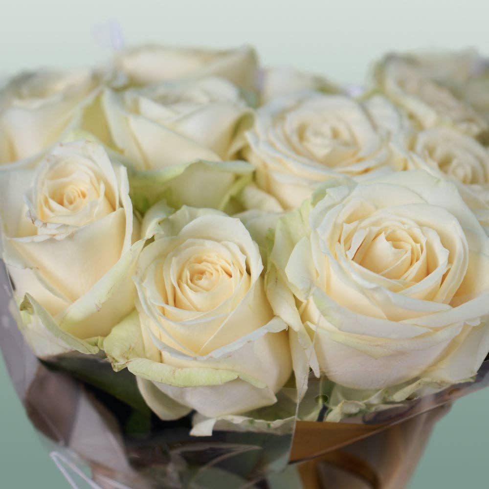 White Rose Avalanche (20 Stems) for wholesale on Faire3