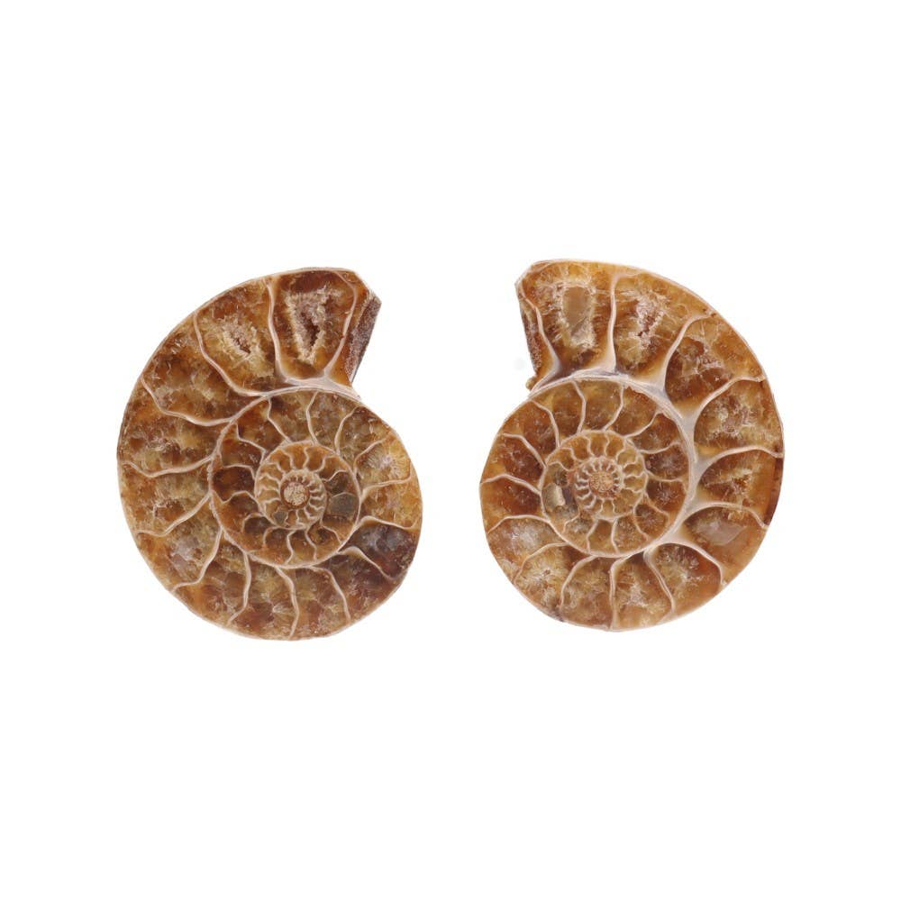 Vives de la Cortada S.L – wholesale Andlig sten/kristall – Ammonitpar 3-4 cm6