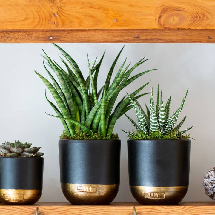 The Little Botanical - Wholesale Live Plant - Sansevieria Fernwood Punk14