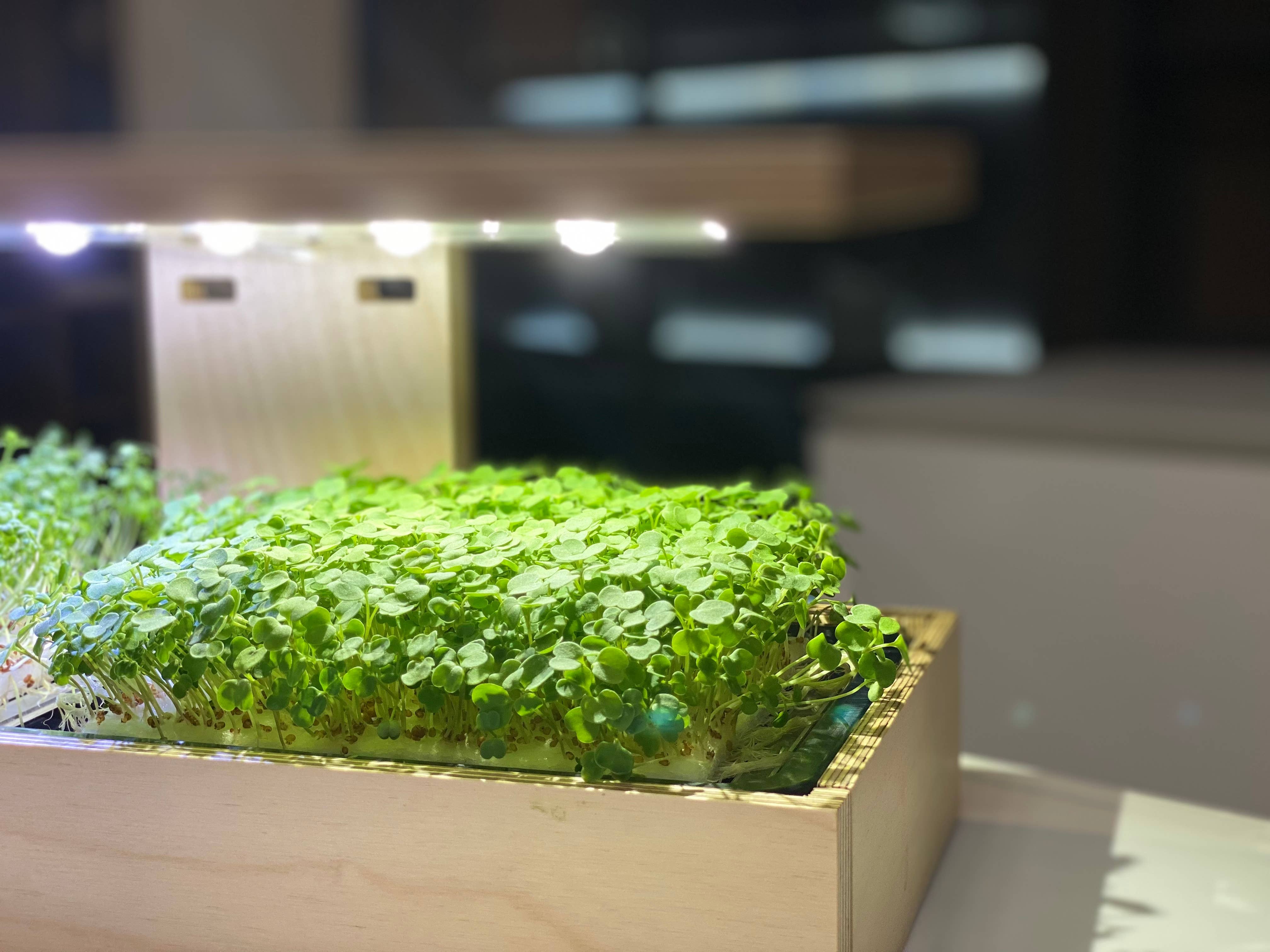 Caulys - Wholesale Plant Pot - Caulys Home - SOLO8