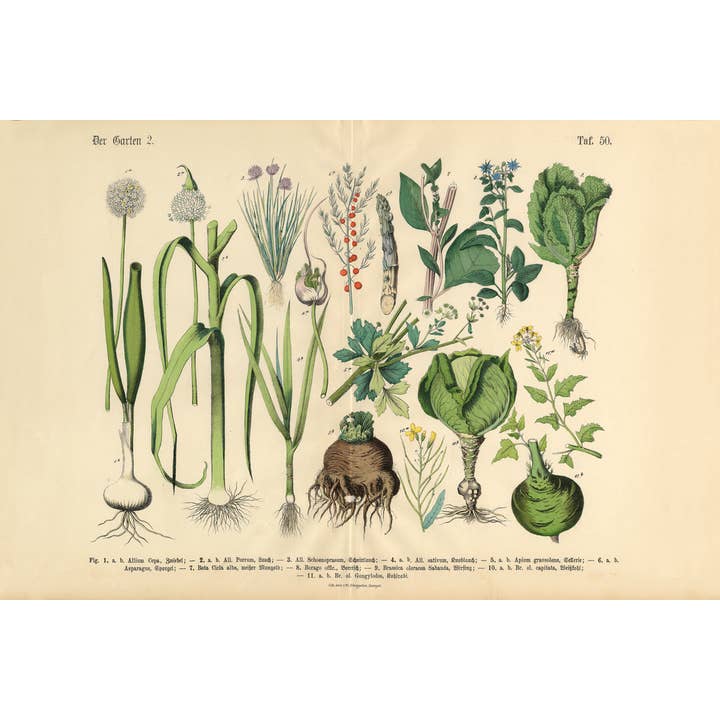 Verdure Frutta Bacche Giardino Illustrazione Botanica Vittoriana Poster per la vendita all'ingrosso da parte di Gotham Gifts