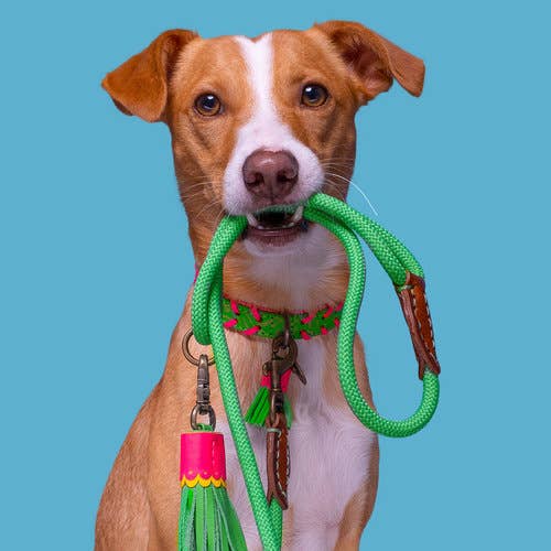Dog with a Mission - Wholesale Pet Collar - Dog - GEORGIA dog collar