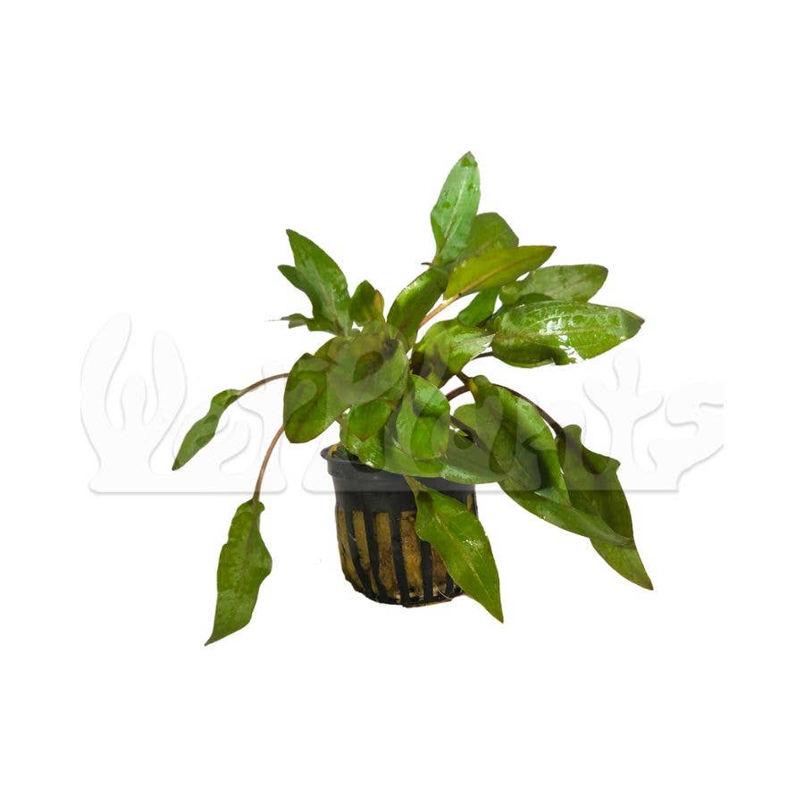 Wetplants - Wholesale Live Plant - Grower's Choice Assorted Aquatic 2" Potted Plants6