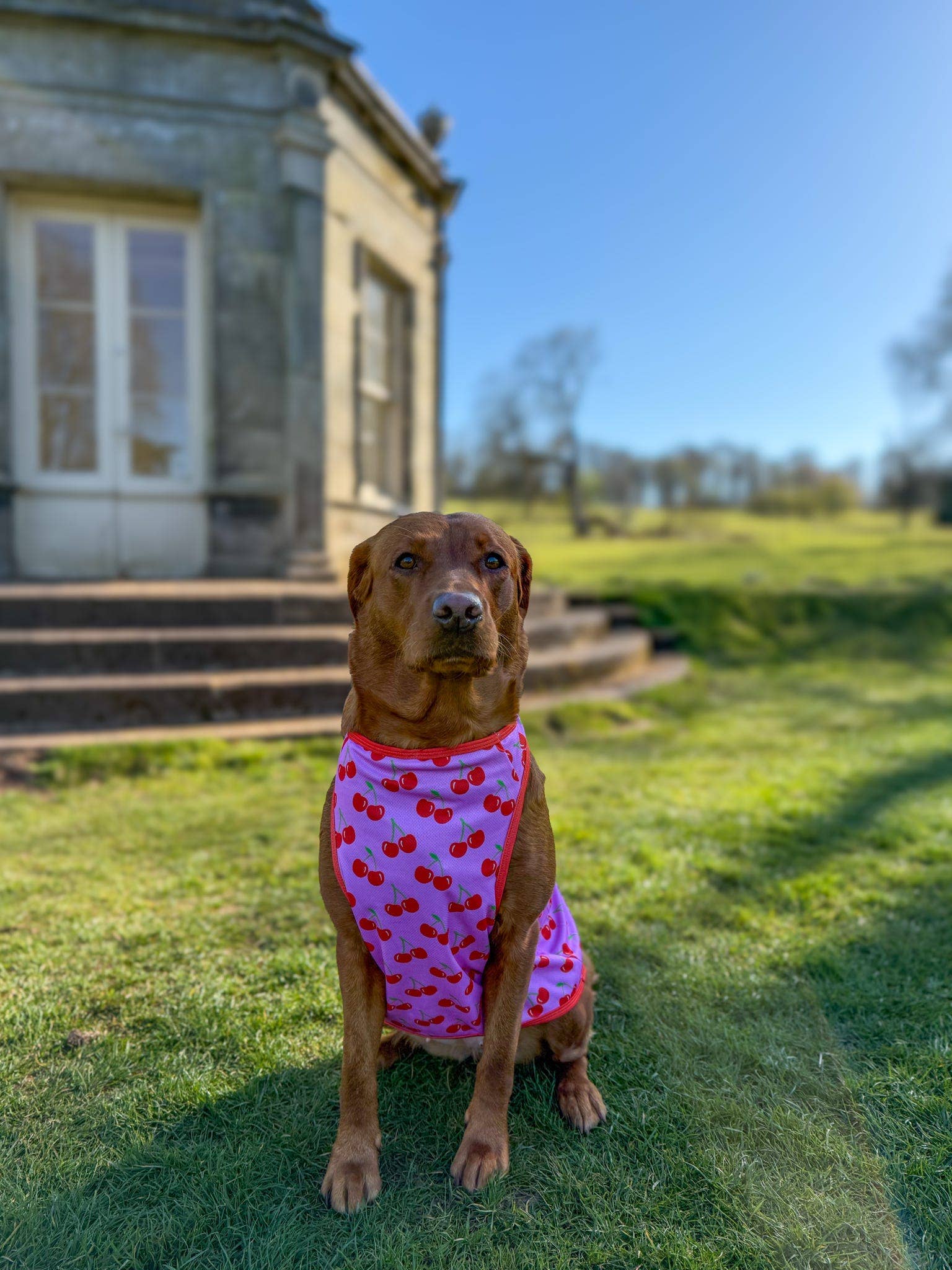 The Paw Print Boutique - Wholesale Pet Vest - Dog - The Cherry on Top Cooling Vest7