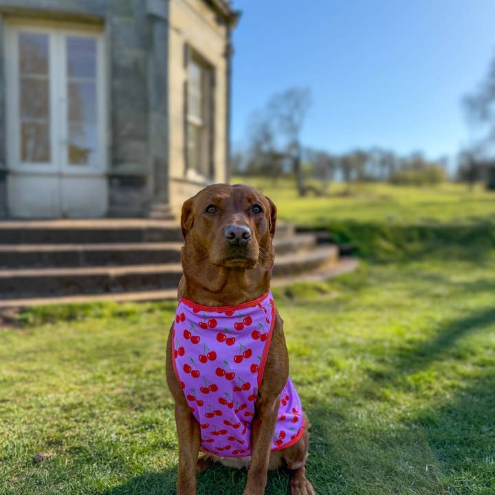 The Paw Print Boutique - Wholesale Pet Vest - Dog - The Cherry on Top Cooling Vest7