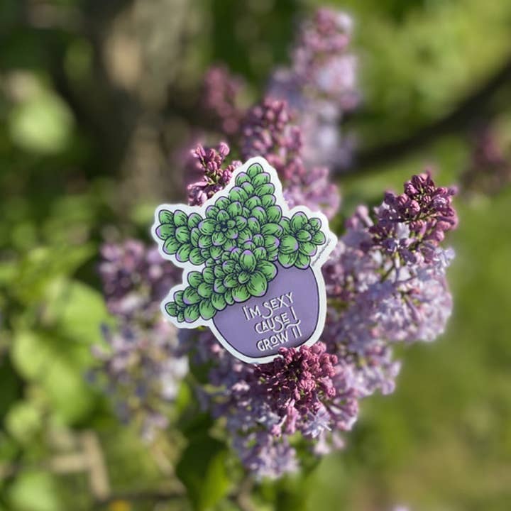 Beautiful Mind Design - Wholesale Sticker - I'm Sexy Cause I Grow It Vinyl Sticker 5-Pack1