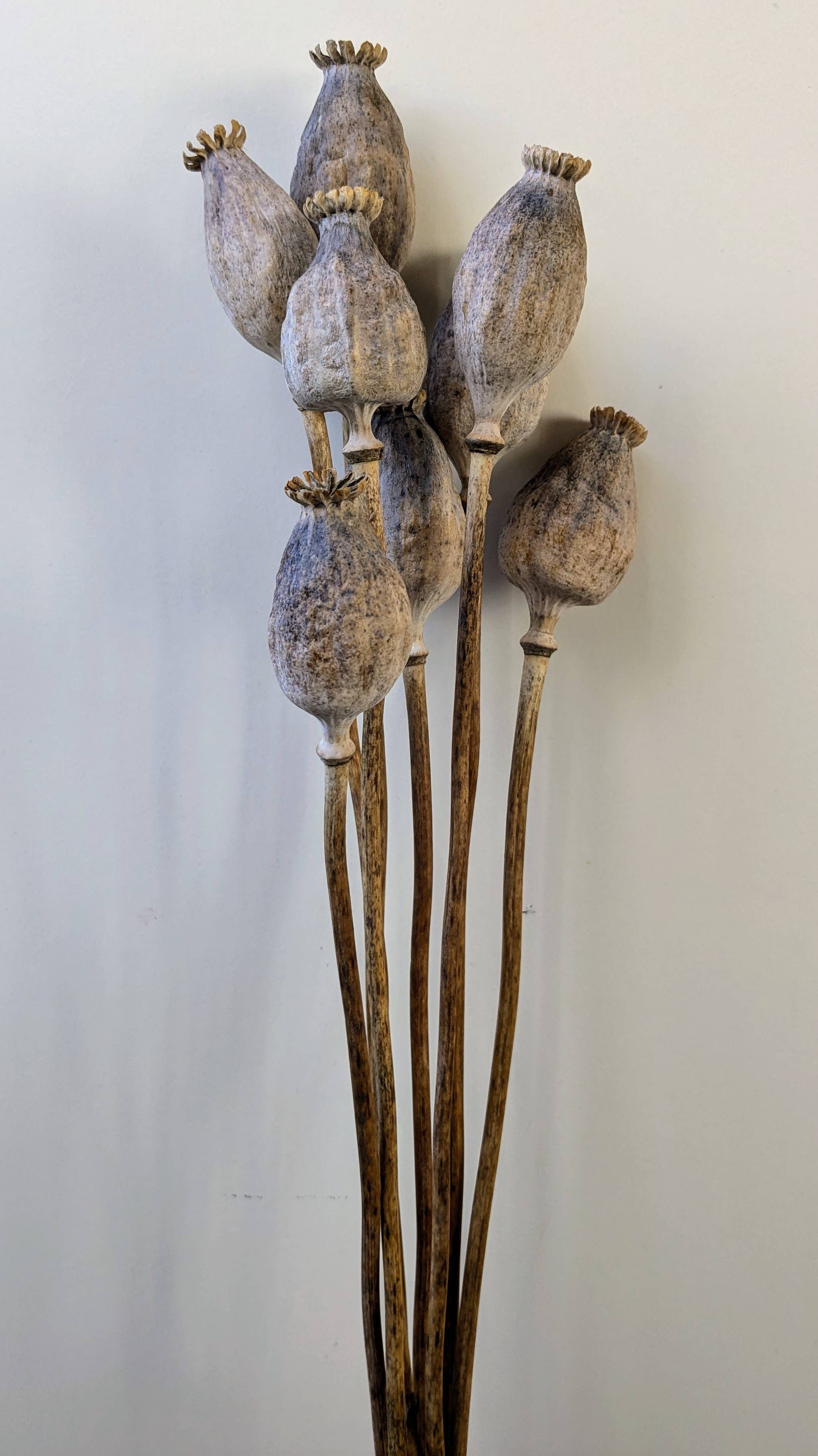 Daisy Gifts Ltd – wholesale Dried/pressed flowers – British Poppy Pods Bunch Large Brown for Floristry3