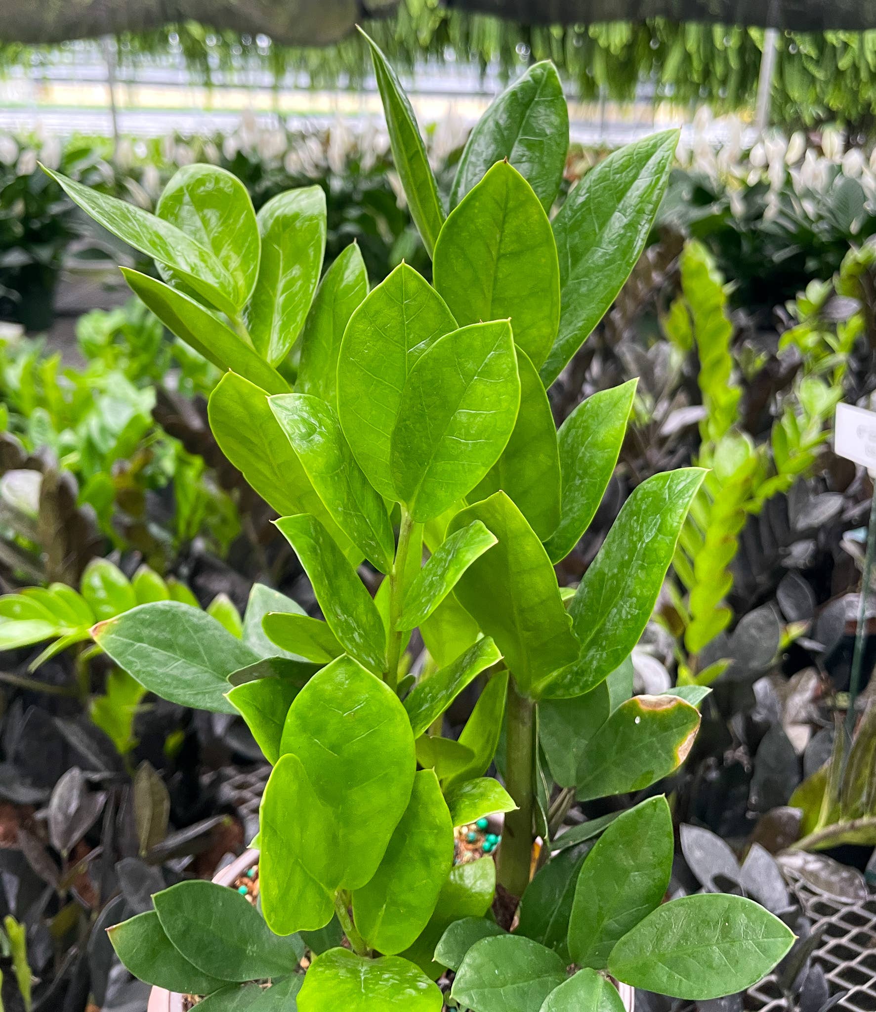 Thorsen's Greenhouse - Wholesale Live Plant - ZZ Plant - Live Plant4