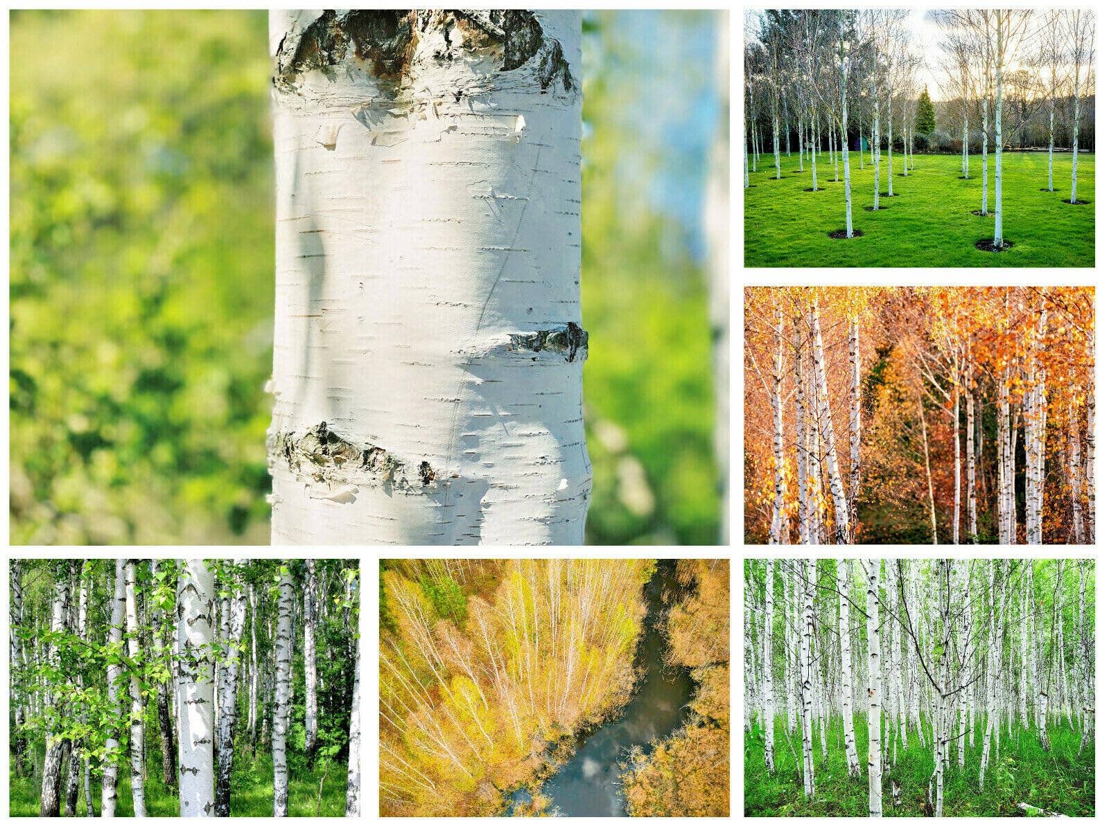 The Rike - Wholesale Plant Seeds - 3 pack x2000 Seeds White Paper Birch Seeds Betula papyrifera0