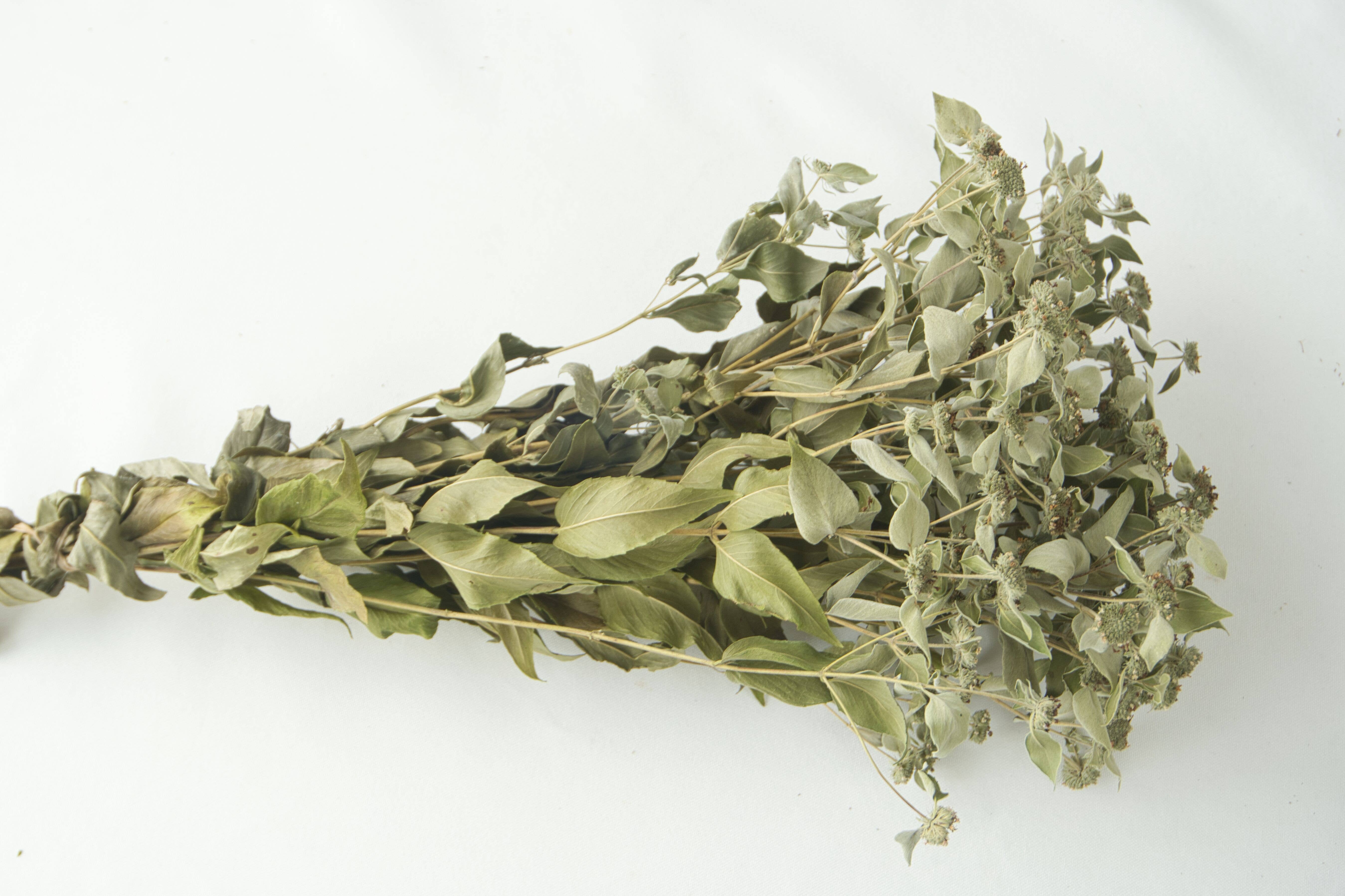 Fence Post Florals - Wholesale Dried/Pressed Flowers - Mint-Mountain, Dried Flowers, Wedding flowers5