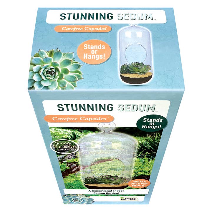 Silver Circle Products - Wholesale Terrarium - Stunning Sedum Carefree Capsule Glass Terrarium