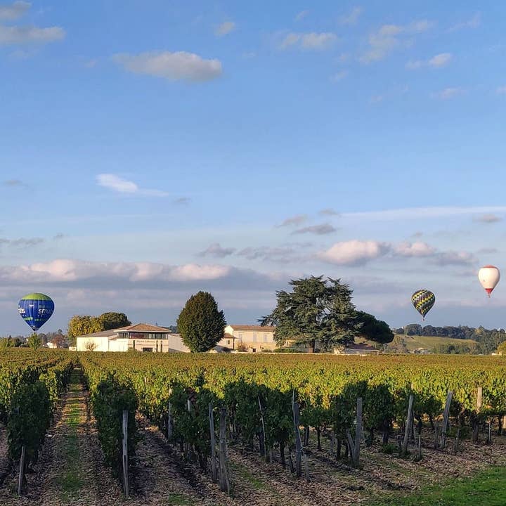 Château Palais Cardinal – wholesale Red wine – Château Haut-Boutisse 2023 - Bordeaux Supérieur6