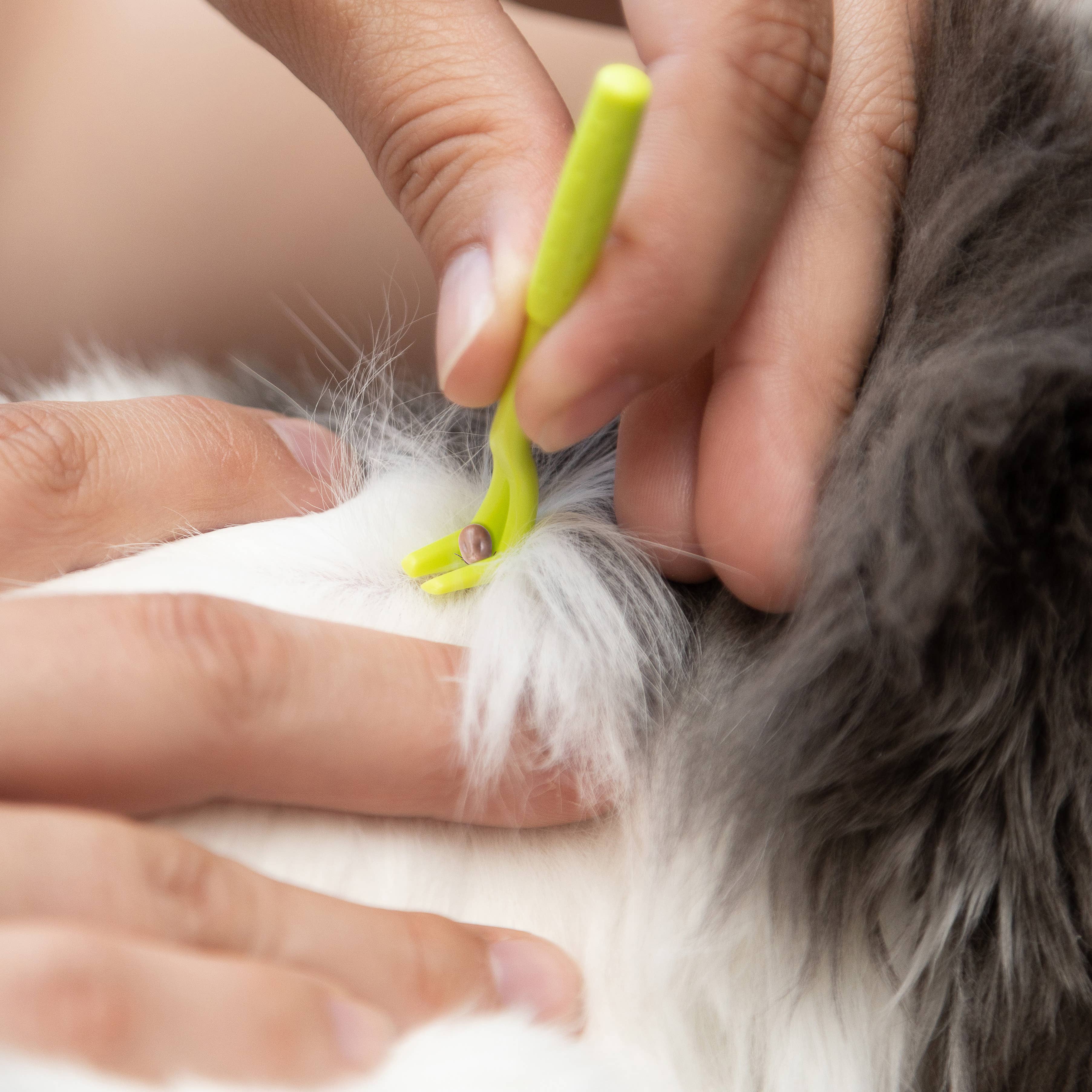 TickCheck – wholesale Verktyg för husdjursvård – Hund – TickCheck Tick Remover Value 3-pack - 12st Hänglist Display7