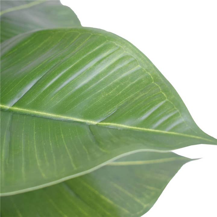 Designer Plants AU - Wholesale Artificial plant - Artificial Potted Rubber Plant 55cm2