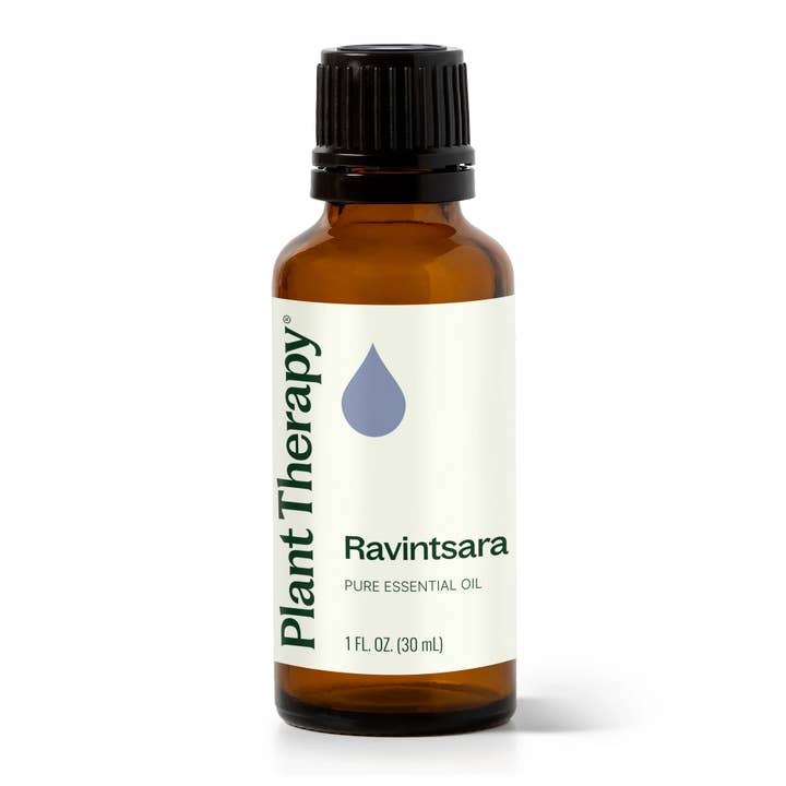 Olio essenziale Ravintsara 30 ml per la vendita all'ingrosso da parte di Plant Therapy