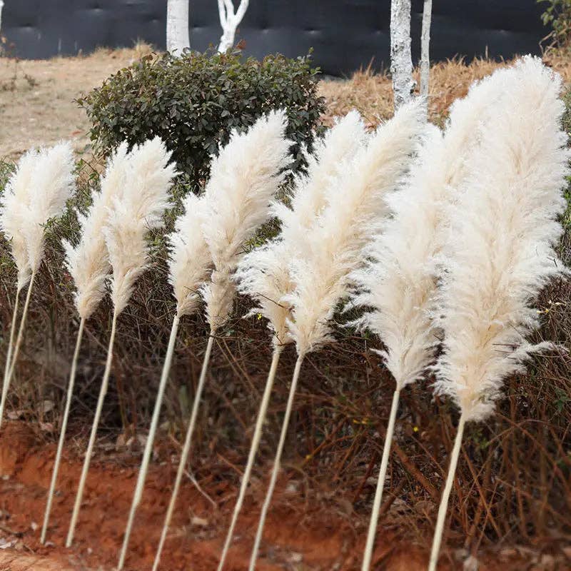 BRECK + FOX - Wholesale Dried/Pressed Flowers - Dried Natural Grass Plumes 10-Piece Set10