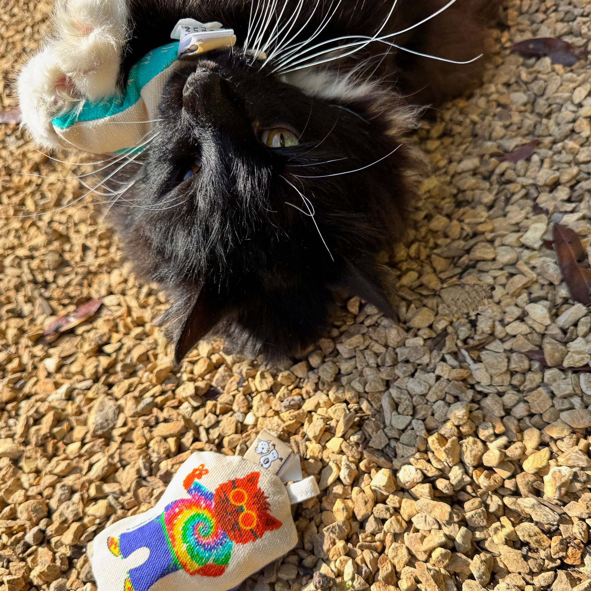 Speckle and Spot by Ore’ Originals - Wholesale Pet Toy Set - Cat - Go Kitty Go Cat Toy Set | Hippie Kitty2