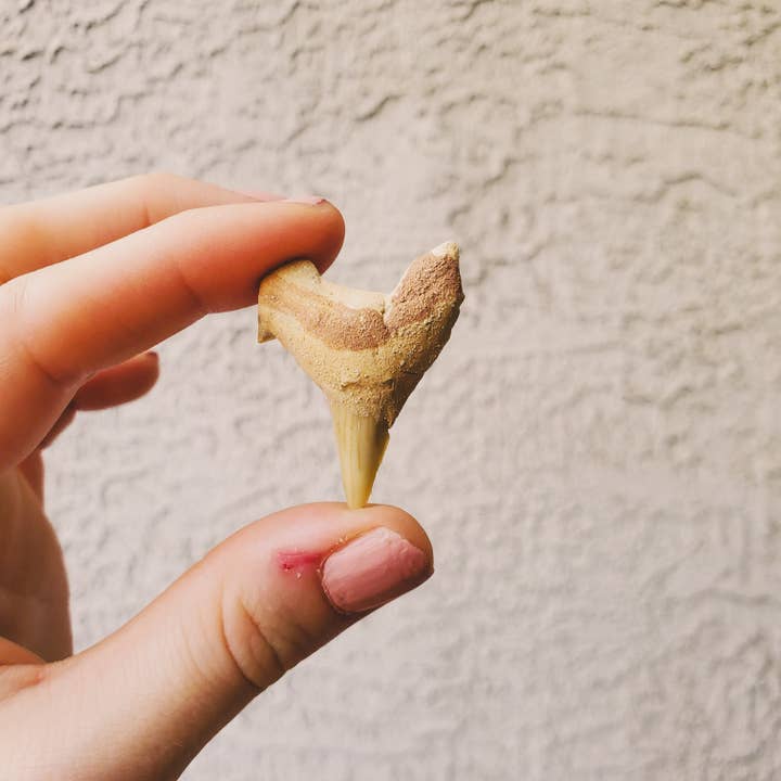 Shark Tooth - Intuitively Chosen for wholesale by Copper Bug Jewelry