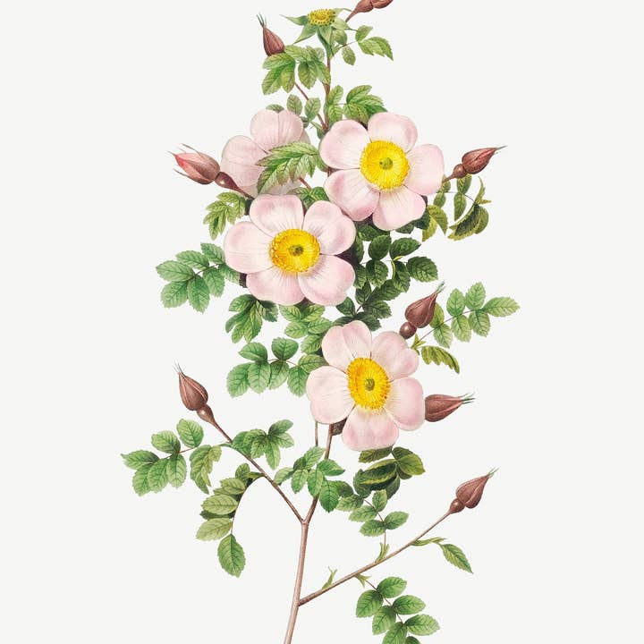 Mint by Michelle - Wholesale Craft supplies - Pretty Flowers - set of 8 flowers designs - Decoupage Paper6