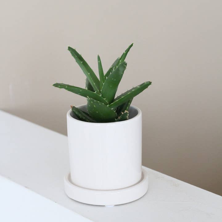 Sprout & About - Wholesale Plant Pot - Small Planter with Saucer in Minimalist Glossy White1