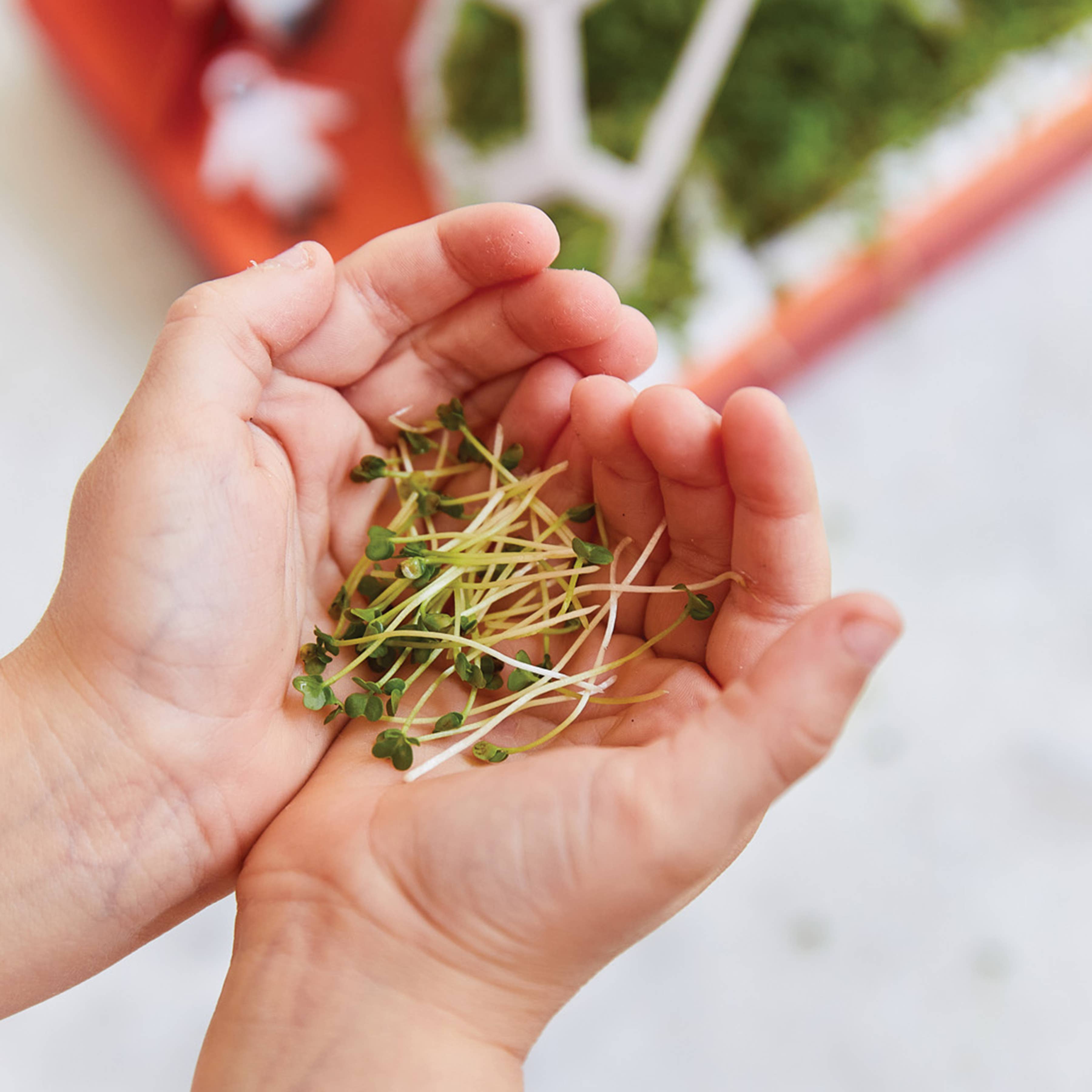 Modern Sprout - Wholesale DIY Craft Kit - Microgreens DIY Kit13