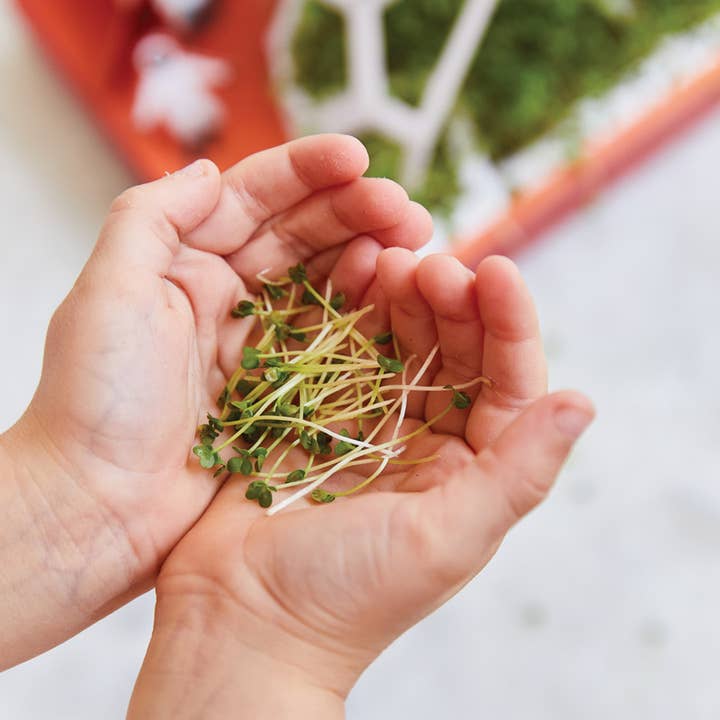 Modern Sprout - Wholesale DIY Craft Kit - Microgreens DIY Kit2