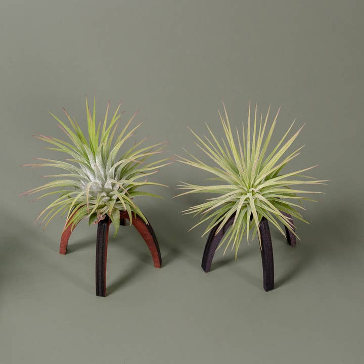 BOREEN Shop - Wholesale Live Plant - Tillandsia air plant with Essi wooden support