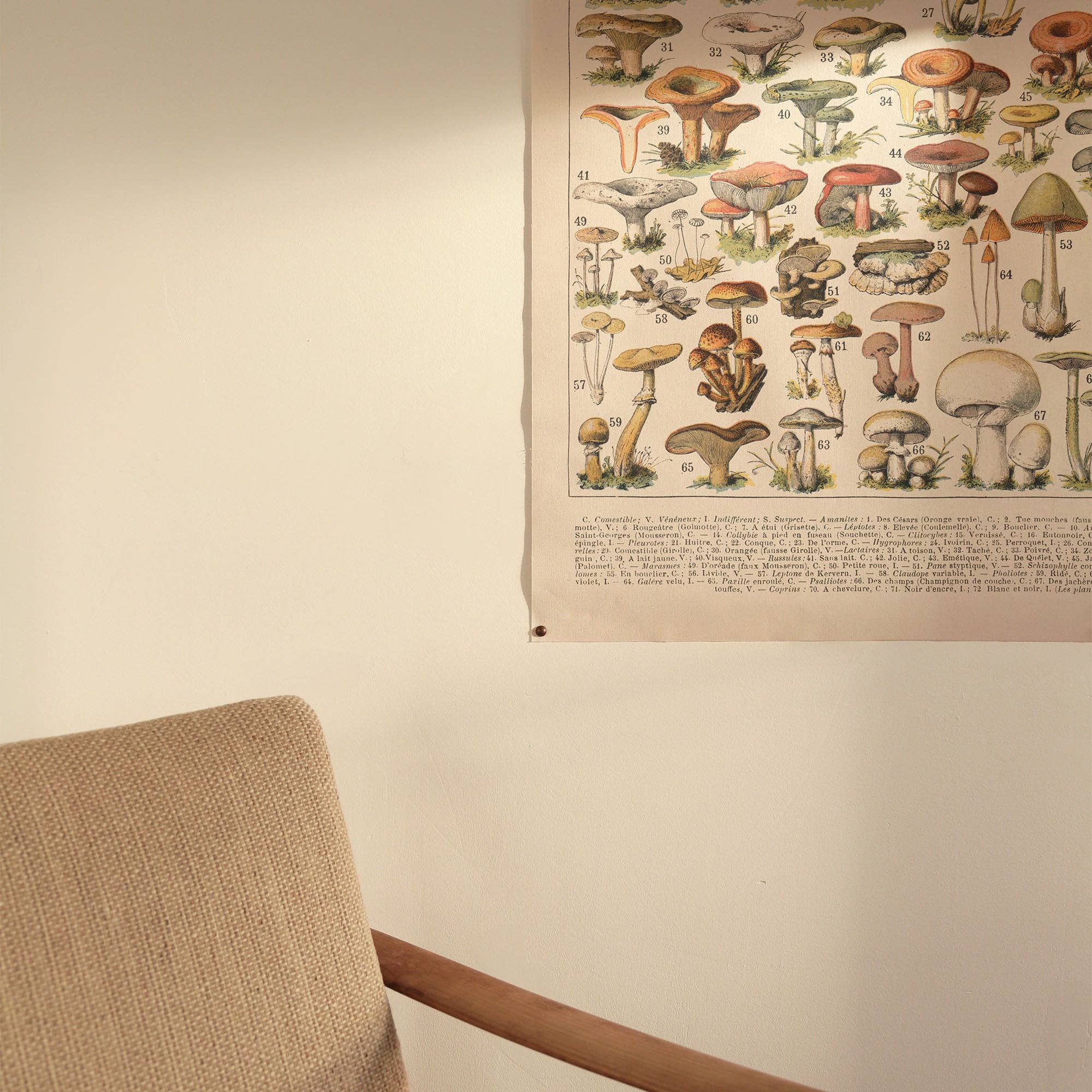 Aster Edition - Wholesale Canvas Art - Canvas: Mushrooms I2