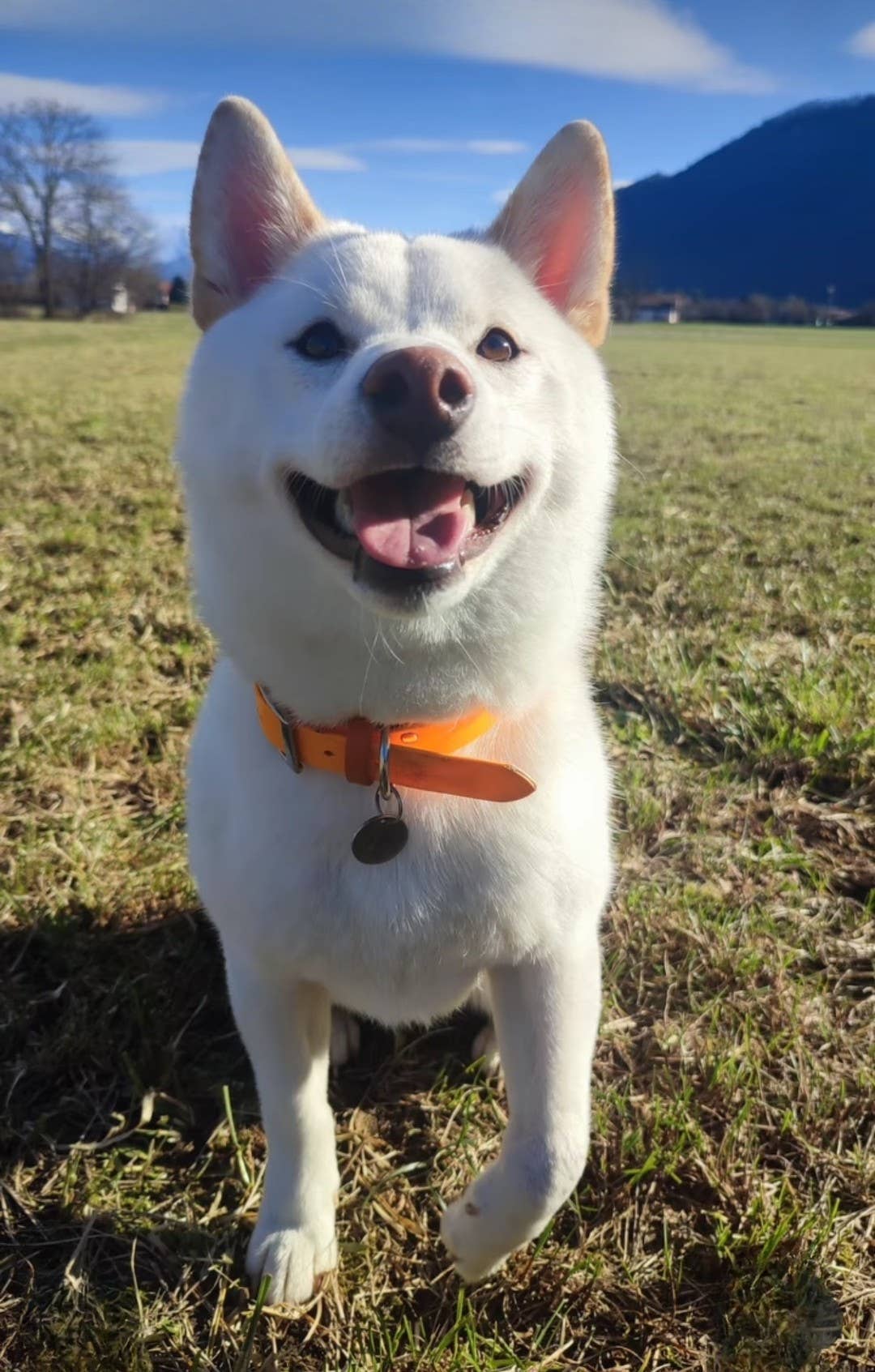 Stylidog - Wholesale Halsband - Hond - Abrikozenkleurige Biothane hondenhalsband, handgemaakt in Frankrijk3