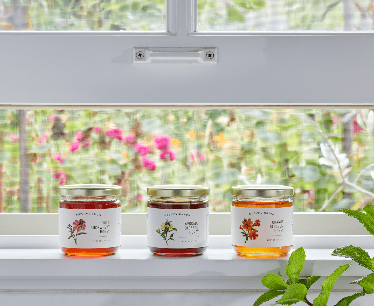 McEvoy Ranch - Wholesale Honey - Orange Blossom Honey1