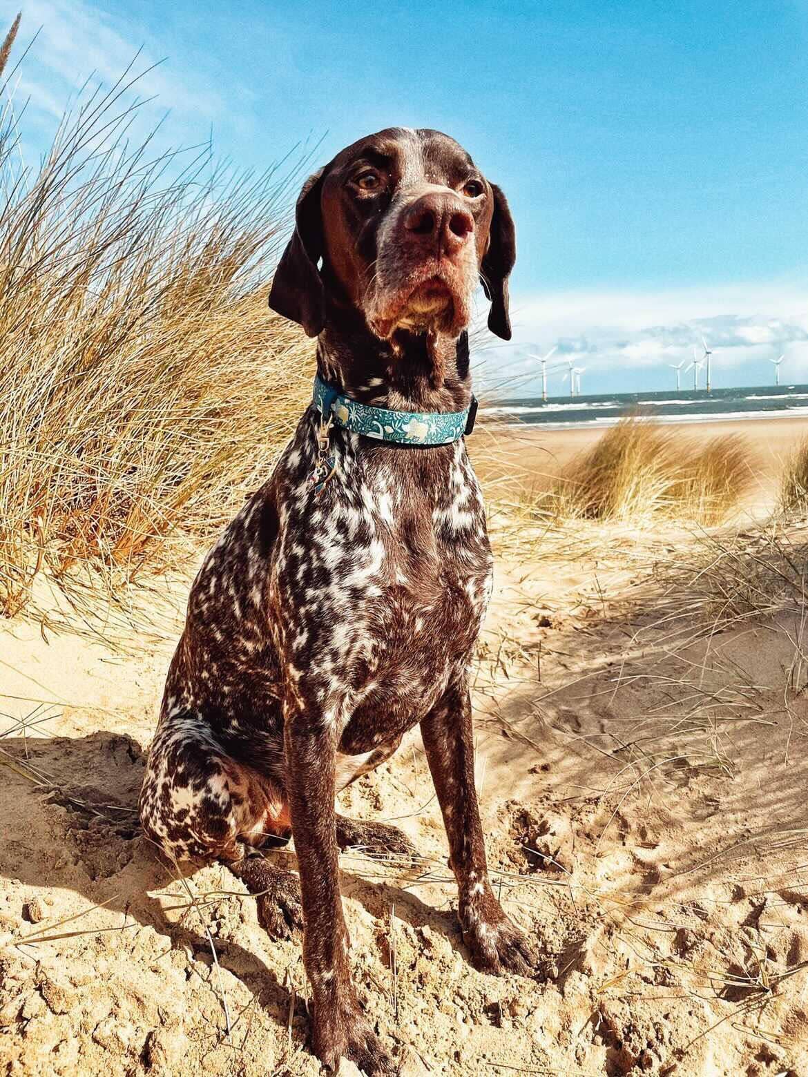 Pet Pooch Boutique – wholesale Pet collar – Dog – Dino Rawr Dinosaur Dog Collar With Optional Bow Tie4