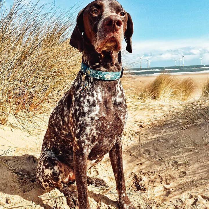 Pet Pooch Boutique – wholesale Pet collar – Dog – Dino Rawr Dinosaur Dog Collar With Optional Bow Tie4