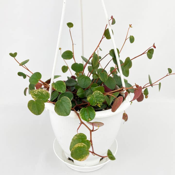 Bumble Plants - Wholesale Live Plant - Peperomia Ruby Cascade