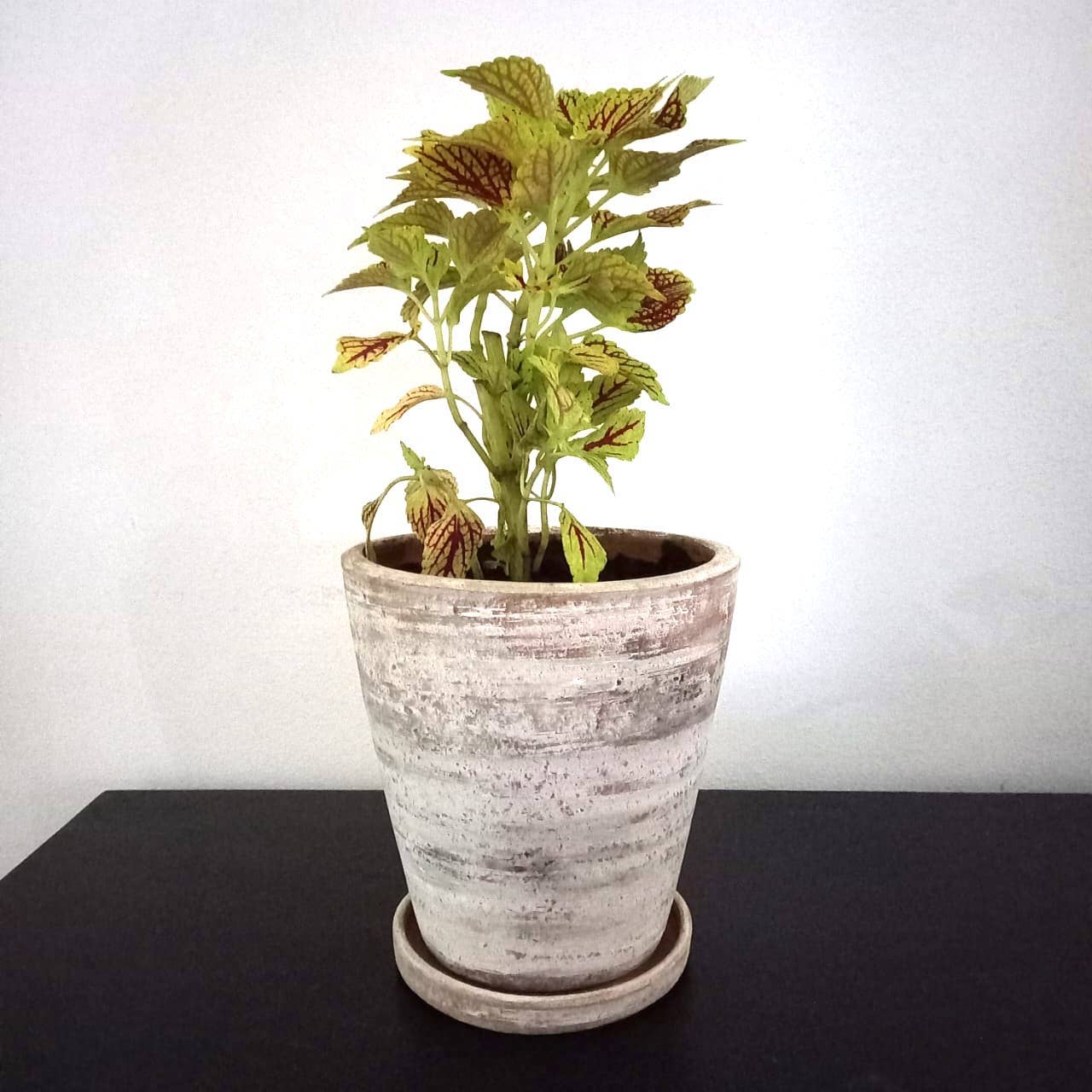 Women of the Cloud Forest - Wholesale Plant Pot - Concrete White-washed Terracotta Planter (Medium)1