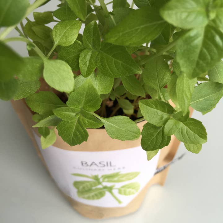 Potting Shed Creations, Ltd. - Wholesale Plant Seeds - Garden in a Bag | Basil | Gift idea for Cooks | Best Seller