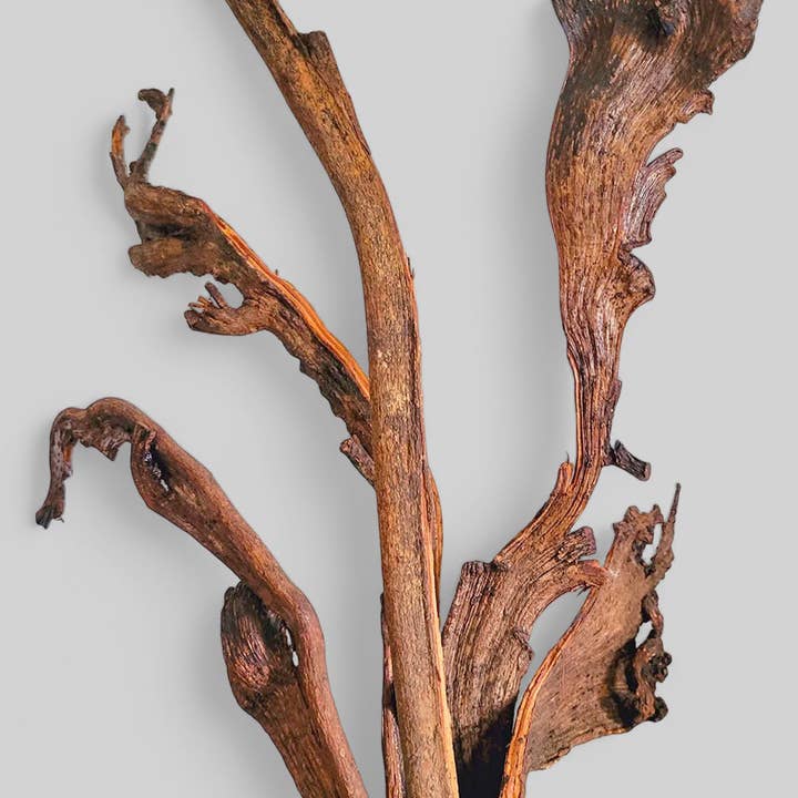 Rami di Natraj essiccati e lucidati per la vendita all'ingrosso da parte di Bloomist